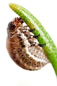 Rosemary leaf beetle larva