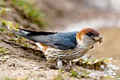 Greater striped swallow
