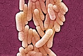 Salmonella typhimurium bacteria,SEM