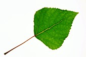 Quaking Aspen (Populus tremuloides) leaf