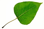 Balsam poplar (Populus balsamifera) leaf