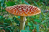 Royal fly agaric mushroom