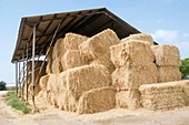 Bales of straw,Israel