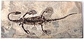 Marine dinosaur fossil
