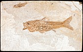 Fish fossil