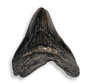 Shark tooth fossil