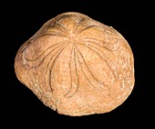 Sea urchin fossil