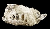 Crocodile jaw fossil