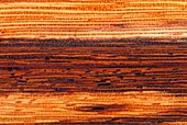 Snakewood (Marmoroxylon racemosum)