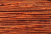 Andira coriacea wood