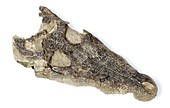 Caiman jaw fossil