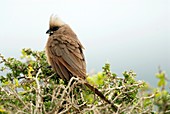 Speckled mousebird