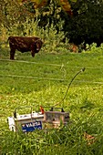Agricultural electric fence