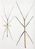 Male and female giant stick insects