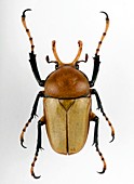 Platynocephalus flower beetle
