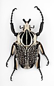 Male Goliath beetle