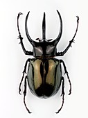 Male Atlas beetle