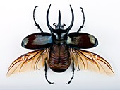 Male Atlas beetle
