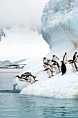 Gentoo penguins jumping into the sea