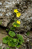 Rock buttercup (Ranunculus rupestris)