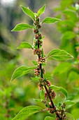 Spreading pellitory (Parietaria judaica)