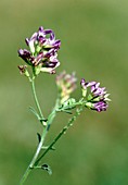 Purple milk vetch (Astragalus danicus)