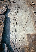 Hominid footprints,Tanzania