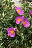 White-leaved rock rose (Cistus albidus)