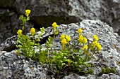 Toadflax (Linaria platycalyx)