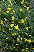 Broom (Cytisus fontanesii)