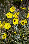 Rockrose (Halimium halimifolium)