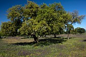 Cork oak (Quercus suber) trees