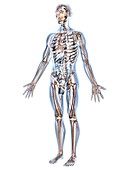 Human male anatomy,artwork