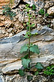 Figwort (Scrophularia peregrina)