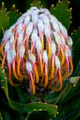 Leucospermum glabrum flower