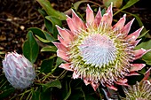 King protea (Protea cynaroides) flowers