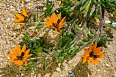 Gorteria diffusa flowers