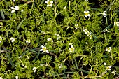 Ranunculus trichophyllus