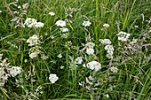 Water dropwort (Oenanthe pimpinelloides)