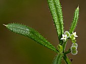 Goose grass (Galium aparine)