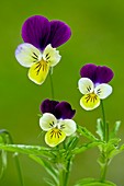 Wild pansy (Viola tricolor)