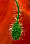 Field poppy flower bud (Papaver rhoeas)