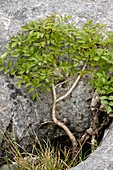 Dwarf ash tree (Fraxinus excelsior)