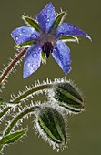 Borage (Borago officinalis)