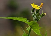 Smooth sow-thistle (Sonchus oleraceus)