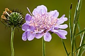 Small scabious (Scabiosa columbaria)