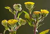 Small fleabane (Pulicaria vulgaris)