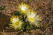 Desert mesemb (Conicosia elongata)