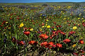 South African wildflowers