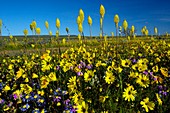 South African wildflowers